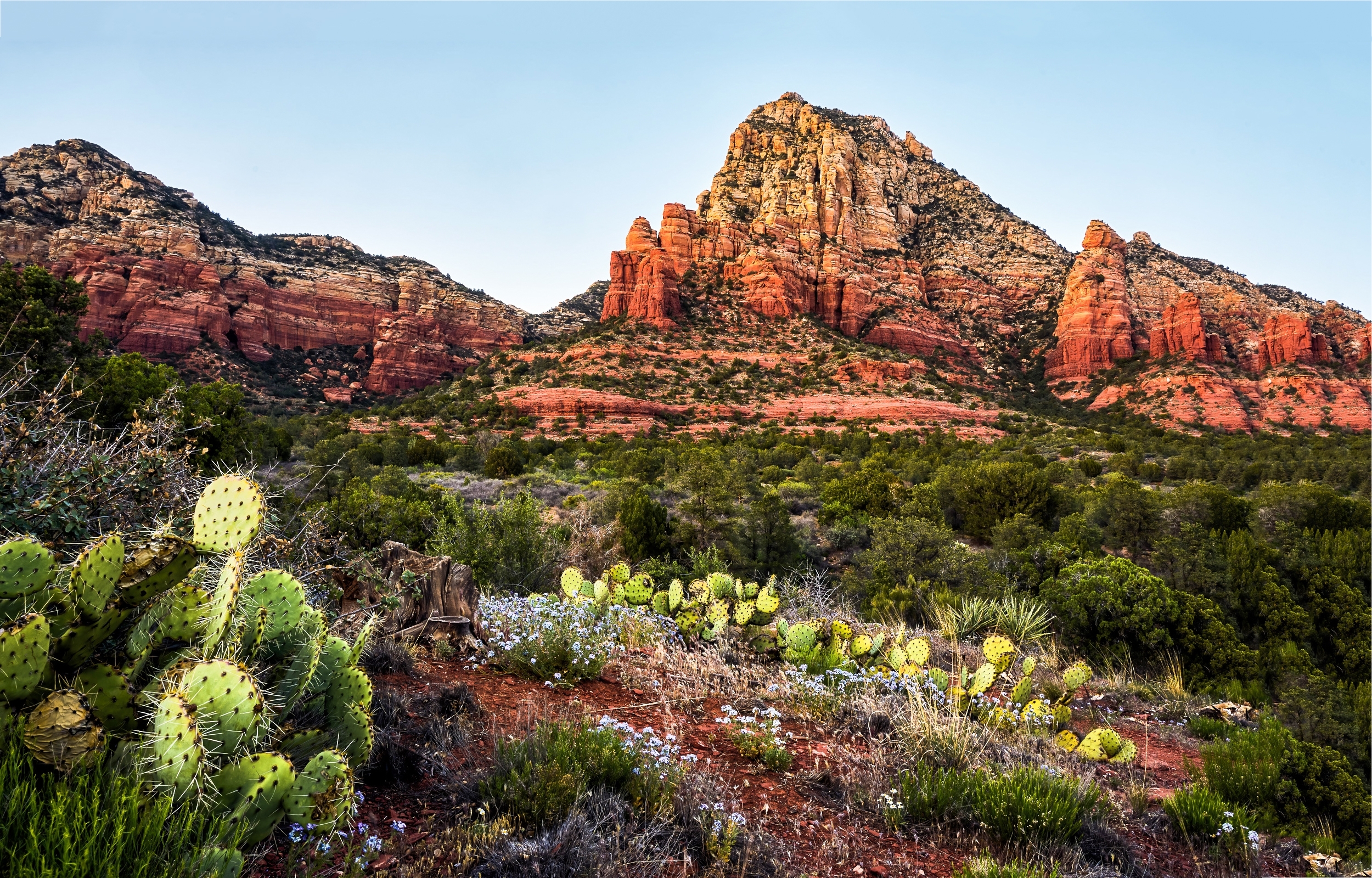 Cactus,Desert,In,Beautiful,Canyon,Landscape